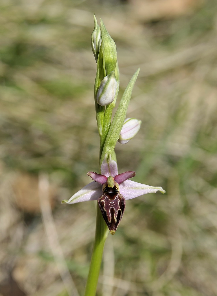 Orchidee del Chianti 3